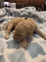 Ducky, a male Goldendoodle for sale in Burleson, TX – 2 of 8