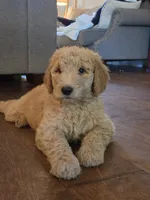 Lark, a female Goldendoodle for sale in Burleson, TX – 3 of 9
