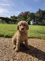 Ducky, a male Goldendoodle for sale in Burleson, TX – 5 of 8