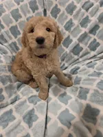 Lark, a female Goldendoodle for sale in Burleson, TX – 7 of 9