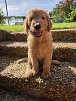 Lark, a female Goldendoodle for sale in Burleson, TX – 6 of 9