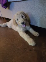 Ducky, a male Goldendoodle for sale in Burleson, TX – 7 of 8