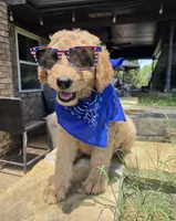 Ducky, a male Goldendoodle for sale in Burleson, TX – 8 of 8