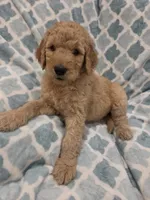 Ducky, a male Goldendoodle for sale in Burleson, TX – 4 of 8
