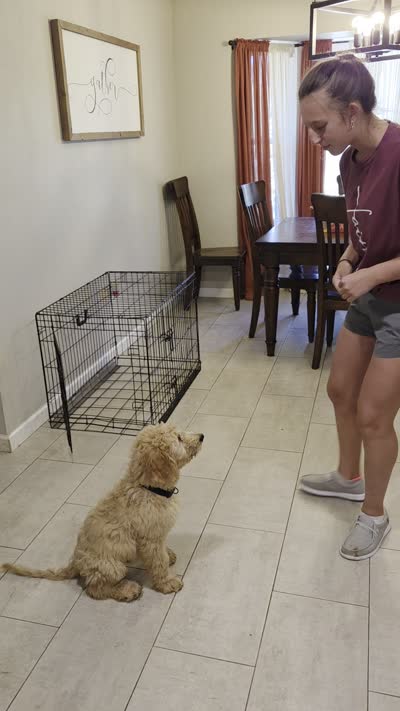 Ducky, a male Goldendoodle for sale in Burleson, TX – 3 of 8