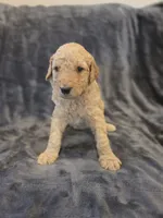 Ducky, a male Goldendoodle for sale in Burleson, TX – 6 of 8