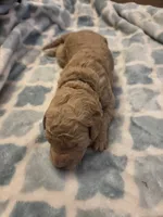 Lark, a female Goldendoodle for sale in Burleson, TX – 4 of 9