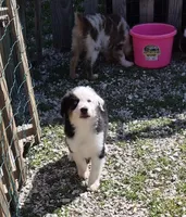 Snoop, a male Miniature American Shepherd for sale in Marshfield, MO – Photo 2 of 5