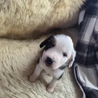 Snoop, a male Miniature American Shepherd for sale in Marshfield, MO – Photo 2 of 2