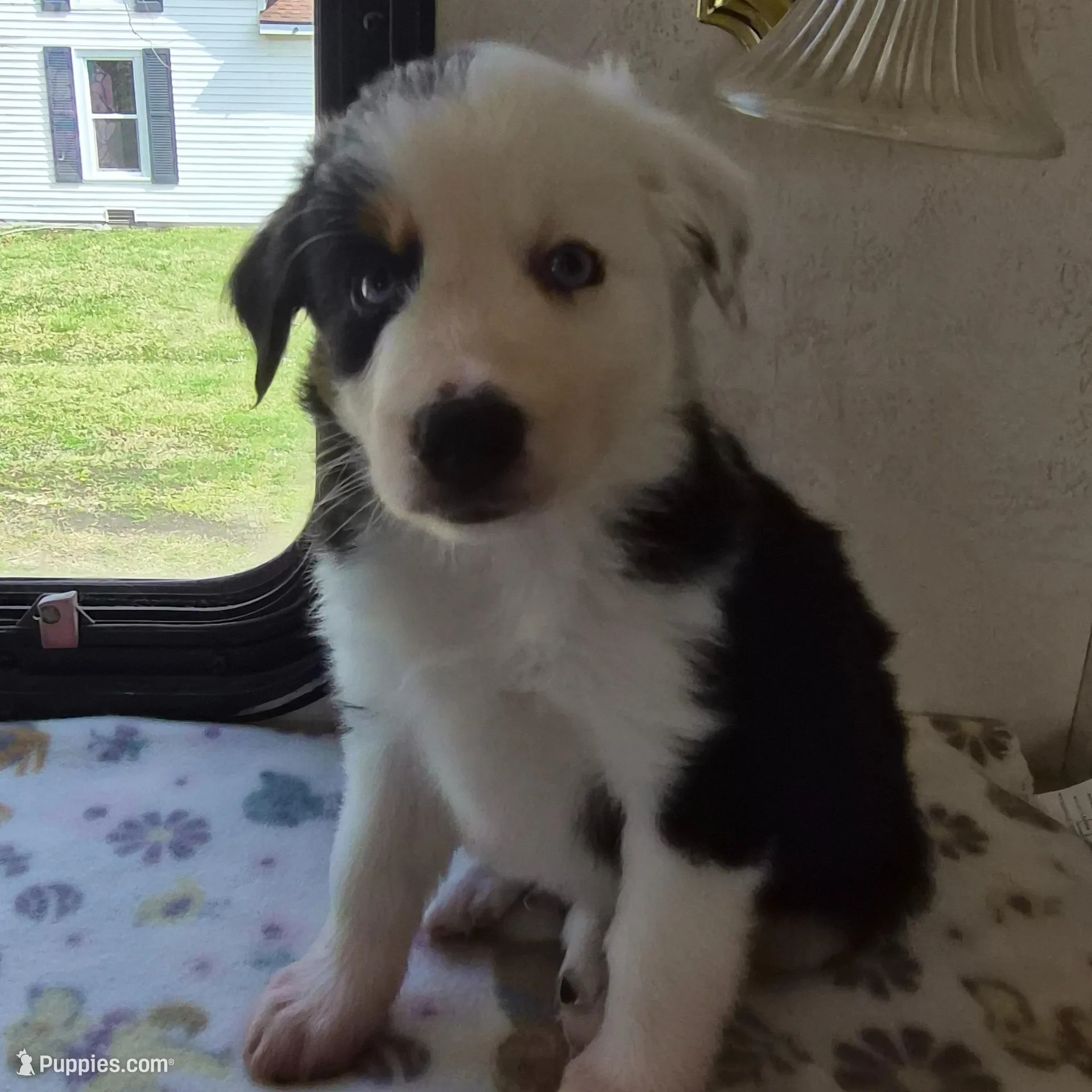 Snoop – Miniature American Shepherd puppy for sale in Marshfield, MO