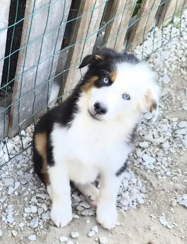 Snoop – Miniature American Shepherd puppy for sale in Marshfield, MO