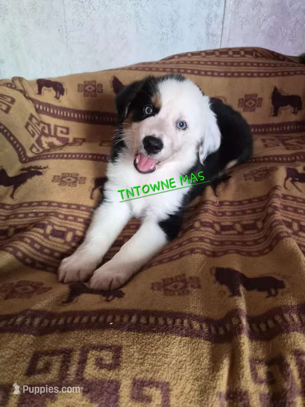 Snoop – Miniature American Shepherd puppy for sale in Marshfield, MO