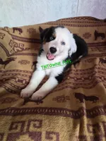 Snoop, a male Miniature American Shepherd for sale in Marshfield, MO – Photo 3 of 5