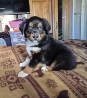 Nijur, a female Miniature American Shepherd for sale in Marshfield, MO – Photo 4 of 5