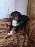 Nijur, a female Miniature American Shepherd for sale in Marshfield, MO – Photo 2 of 5