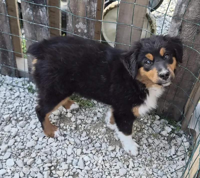 Nijur – Miniature American Shepherd puppy for sale in Marshfield, MO