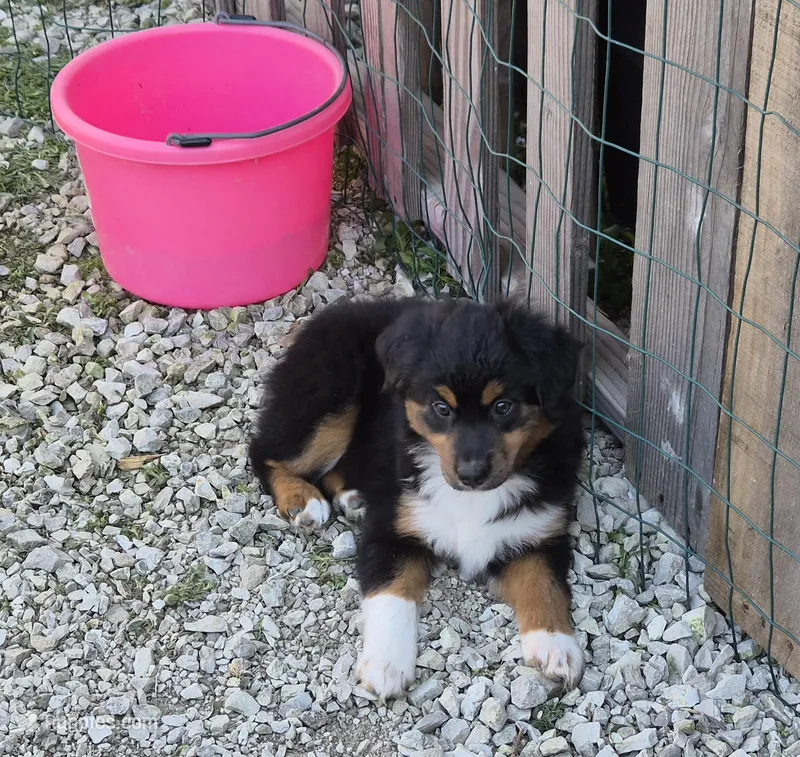 Nijur – Miniature American Shepherd puppy for sale in Marshfield, MO