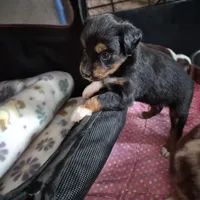 Nijur, a female Miniature American Shepherd for sale in Marshfield, MO – Photo 5 of 5