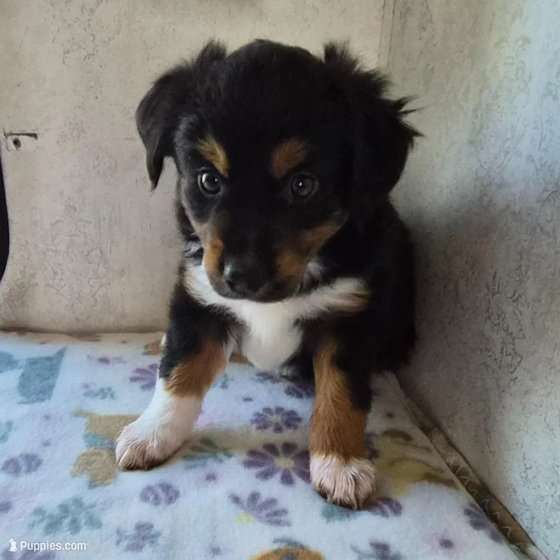 Nijur – Miniature American Shepherd puppy for sale in Marshfield, MO