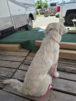 Daze ($ flexible), a female English Cream Golden Retriever for sale in Marshfield, MO – Photo 4 of 4