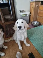 Maze, a female English Cream Golden Retriever for sale in Marshfield, MO – Photo 2 of 3