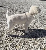 Maze, a female English Cream Golden Retriever for sale in Marshfield, MO – Photo 3 of 3