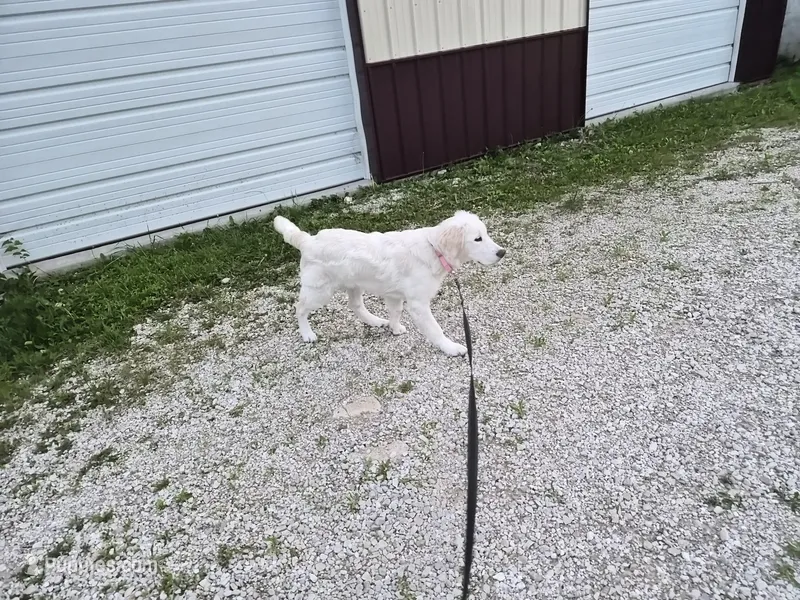 Daze ($ flexible) – English Cream Golden Retriever puppy for sale in Marshfield, MO