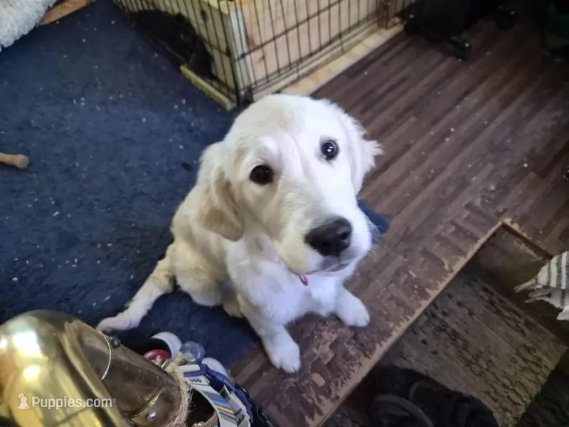Maze, a female English Cream Golden Retriever for sale in Marshfield, MO – Photo 1 of 3