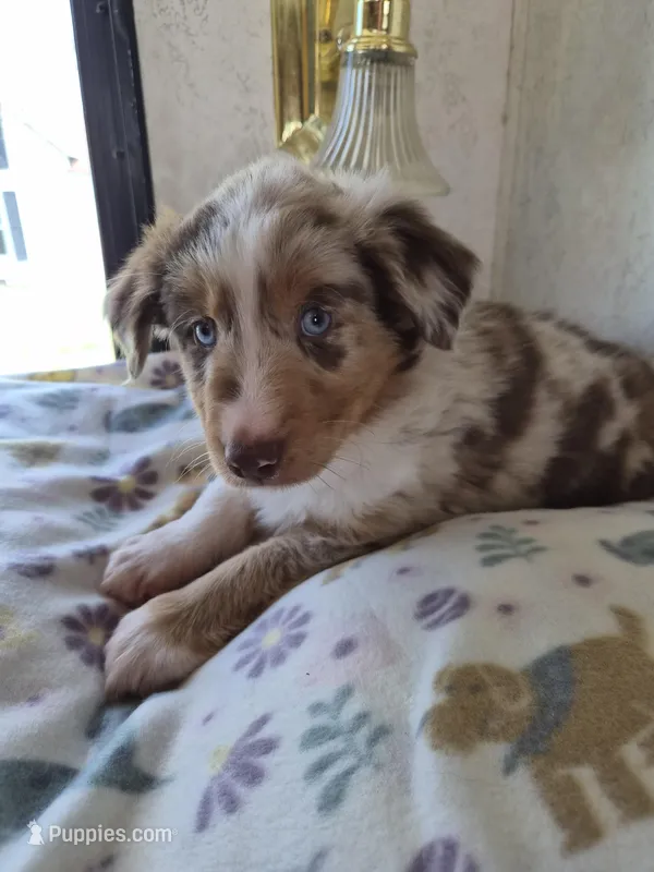 Haus – Miniature American Shepherd puppy for sale in Marshfield, MO