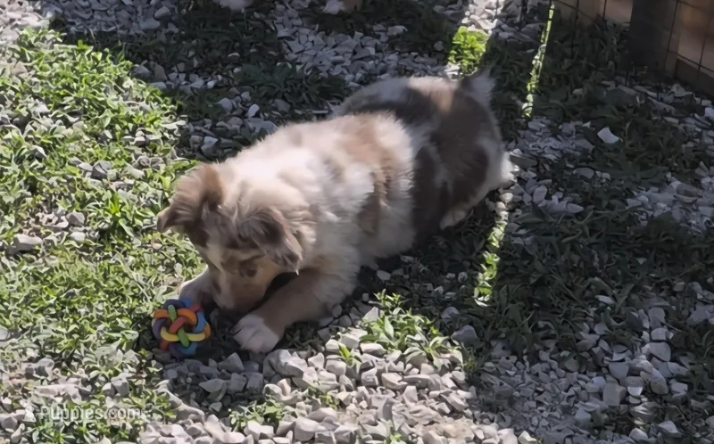 Haus – Miniature American Shepherd puppy for sale in Marshfield, MO