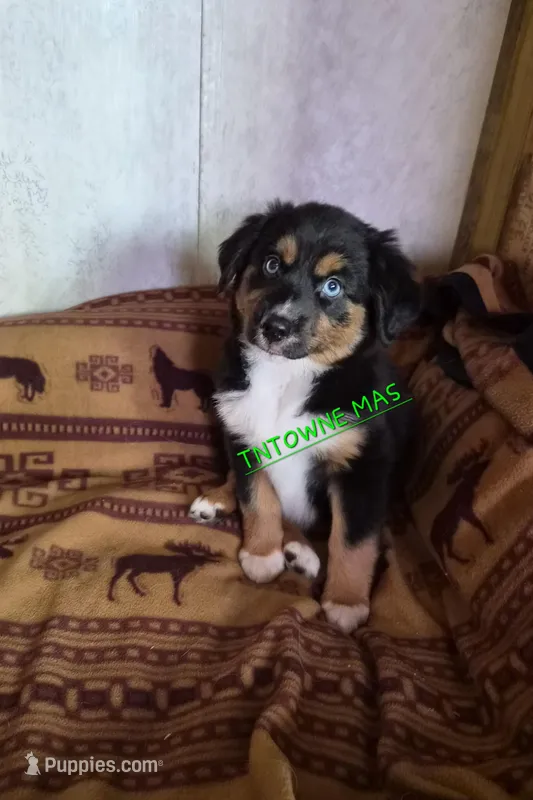 Boots – Miniature American Shepherd puppy for sale in Marshfield, MO