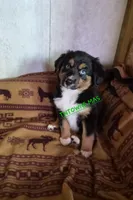 Boots, a female Miniature American Shepherd for sale in Marshfield, MO – Photo 2 of 4