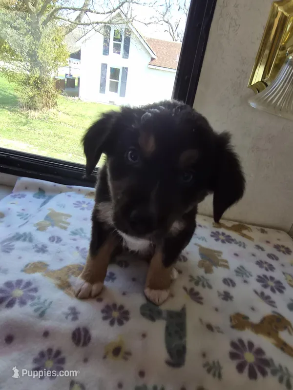 Boots – Miniature American Shepherd puppy for sale in Marshfield, MO