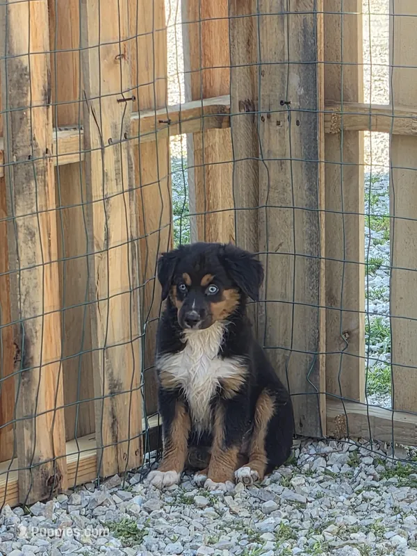 Boots – Miniature American Shepherd puppy for sale in Marshfield, MO