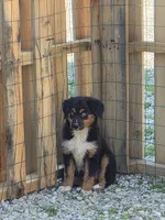 Boots, a female Miniature American Shepherd for sale in Marshfield, MO – Photo 1 of 4