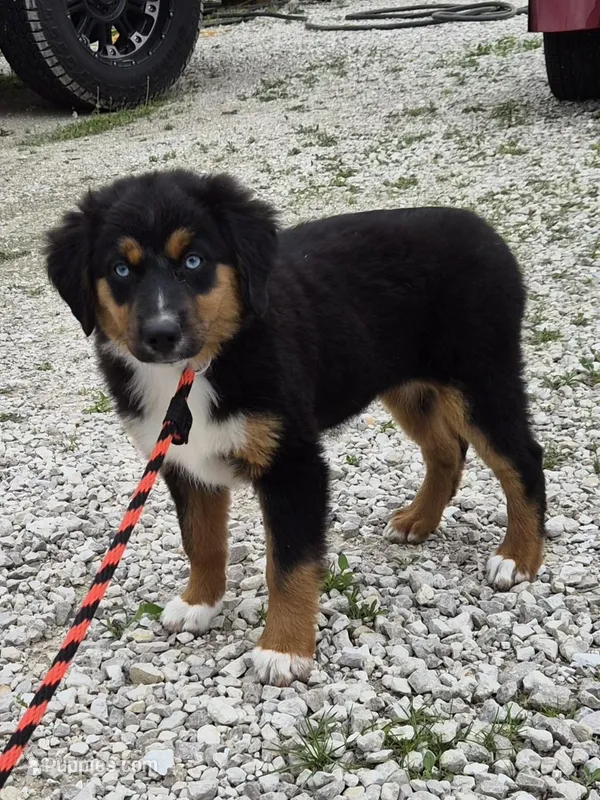 Boots – Miniature American Shepherd puppy for sale in Marshfield, MO
