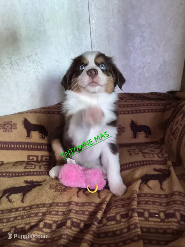 Coonie – Miniature American Shepherd puppy for sale in Marshfield, MO