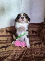 Coonie, a female Miniature American Shepherd for sale in Marshfield, MO – Photo 2 of 4