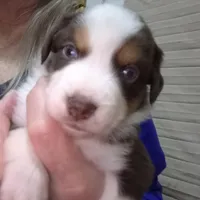 Coonie, a female Miniature American Shepherd for sale in Marshfield, MO – Photo 4 of 4