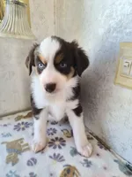 Coonie, a female Miniature American Shepherd for sale in Marshfield, MO – Photo 3 of 4