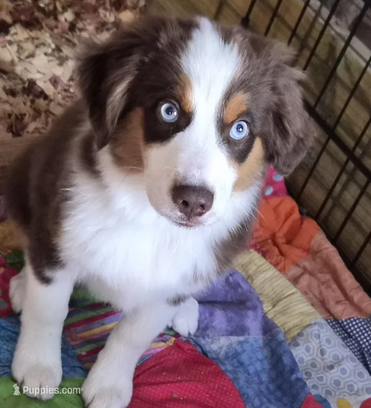Coonee – Miniature American Shepherd puppy for sale in Marshfield, MO