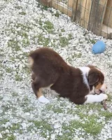 Coonie, a female Miniature American Shepherd for sale in Marshfield, MO – Photo 1 of 4