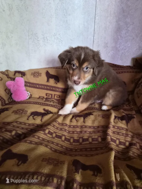 Shorty – Miniature American Shepherd puppy for sale in Marshfield, MO