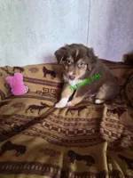 Shorty, a male Miniature American Shepherd for sale in Marshfield, MO – Photo 2 of 4