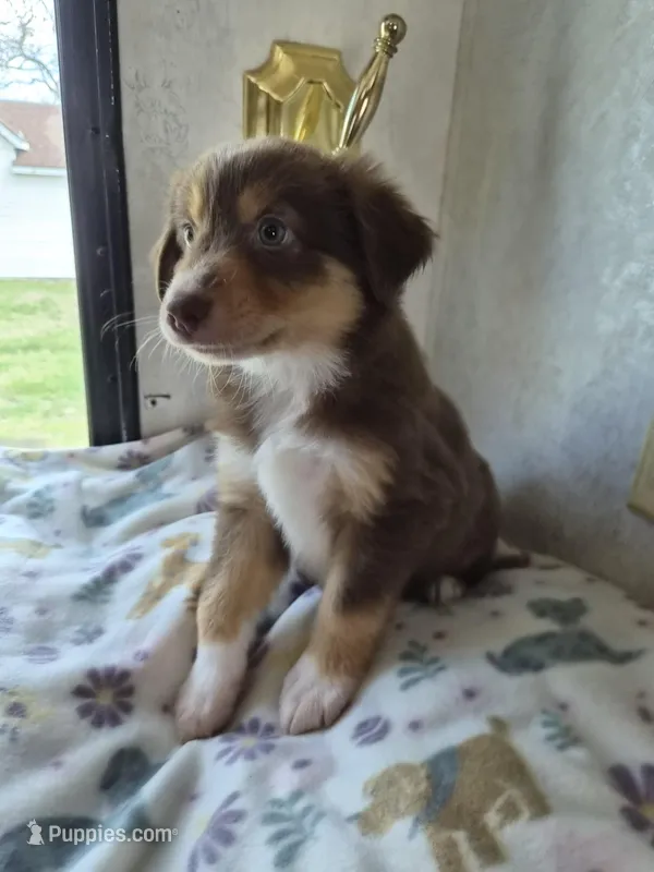 Shorty – Miniature American Shepherd puppy for sale in Marshfield, MO