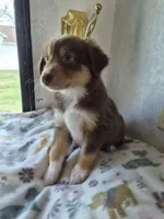 Shorty, a male Miniature American Shepherd for sale in Marshfield, MO – Photo 3 of 4