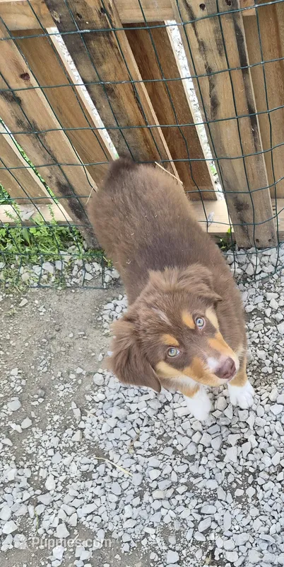 Shorty – Miniature American Shepherd puppy for sale in Marshfield, MO
