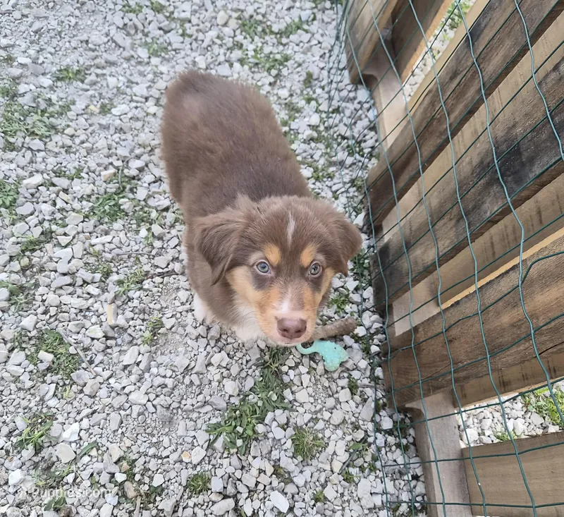Shorty – Miniature American Shepherd puppy for sale in Marshfield, MO