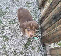 Shorty, a male Miniature American Shepherd for sale in Marshfield, MO – Photo 1 of 4