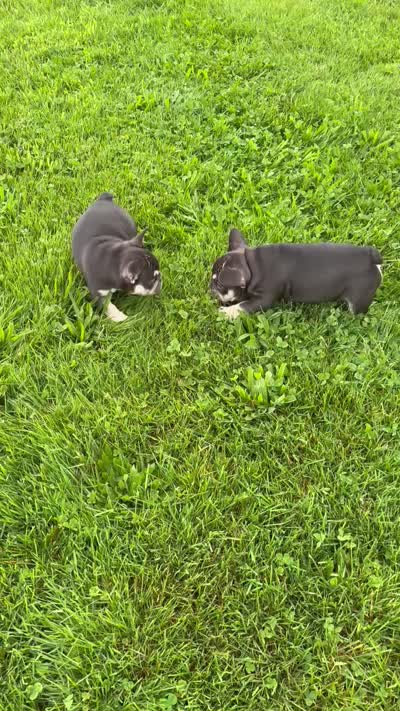 Dolce, a female French Bulldog for sale in Newport, RI – 3 of 4